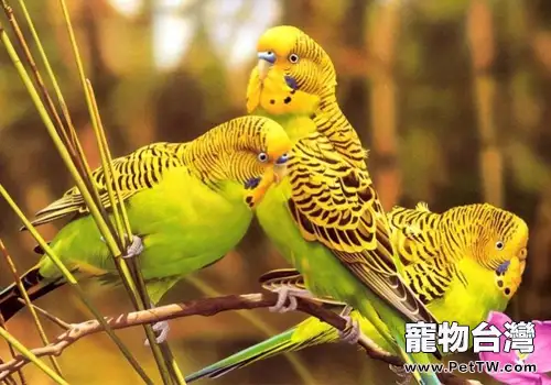 虎皮鸚鵡的餵食要點（1圖）-寵物台灣