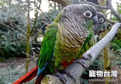 綠頰錐尾鸚鵡的形態特徵