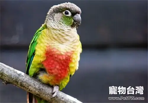 綠頰錐尾鸚鵡的生活環境