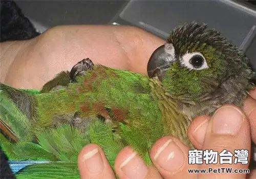 綠頰錐尾鸚鵡的飼養知識
