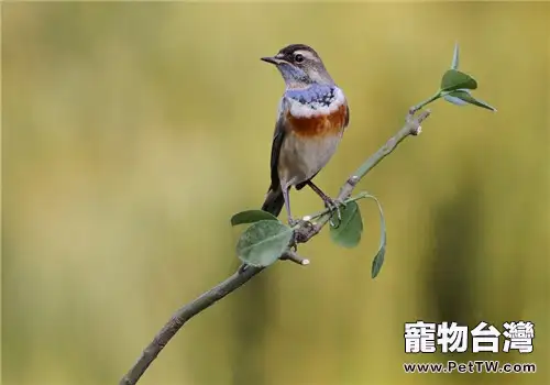 藍點頦的品種簡介