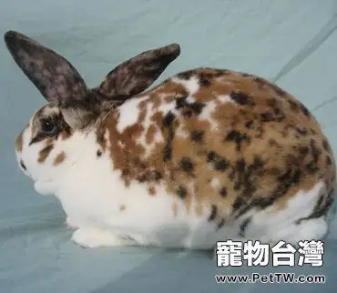 關於維蘭特兔的簡介(1圖)-寵物台灣