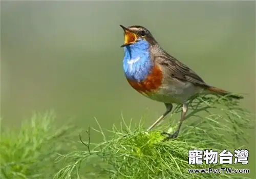 藍點頦的生活環境