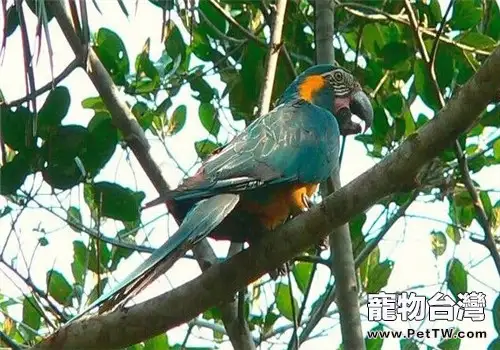 藍喉金剛鸚鵡的品種簡介(1圖)-寵物台灣