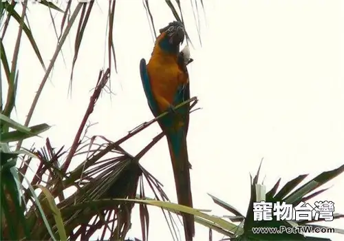 藍喉金剛鸚鵡的生活環境(1圖)-寵物台灣