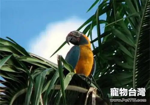 藍喉金剛鸚鵡的飼養知識
