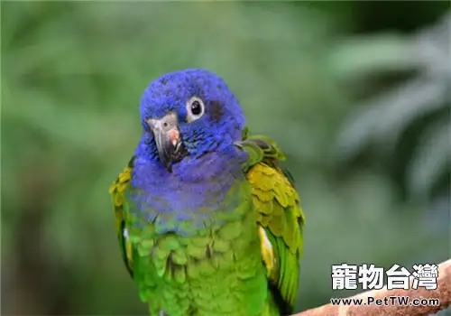 藍頭金剛鸚鵡的品種簡介(1圖)-寵物台灣