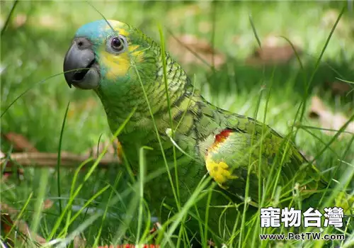 藍頭金剛鸚鵡的形態特徵(1圖)-寵物台灣
