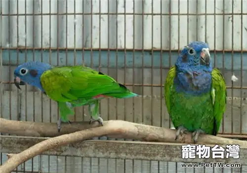 藍頭金剛鸚鵡的飼養知識(1圖)-寵物台灣