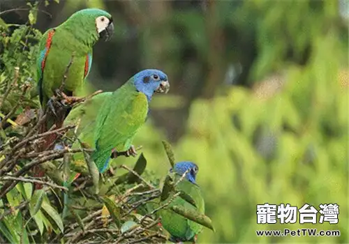栗額金剛鸚鵡的品種簡介(1圖)-寵物台灣