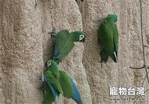 栗額金剛鸚鵡的形態特徵(1圖)-寵物台灣