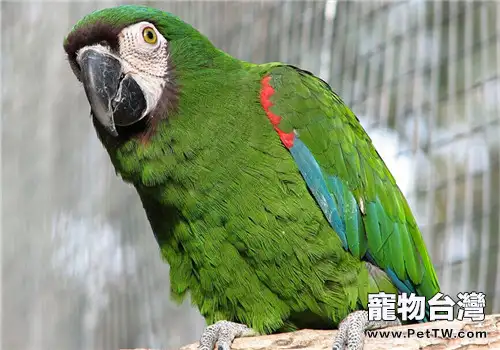 栗額金剛鸚鵡的生活環境(1圖)-寵物台灣