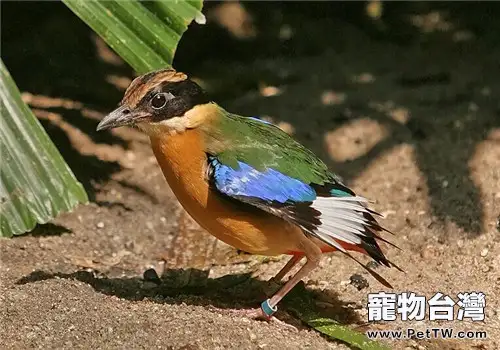 藍翅八色鶇的生活環境(1圖)-寵物台灣