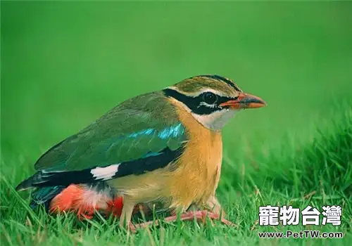 藍翅八色鶇的飼養知識