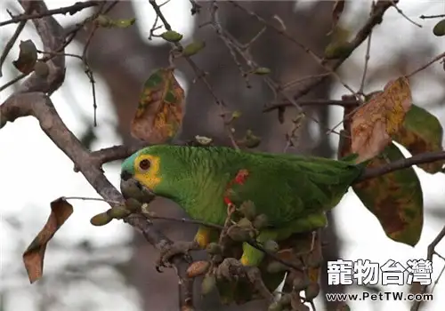 藍頂亞馬遜鸚鵡的飼養知識