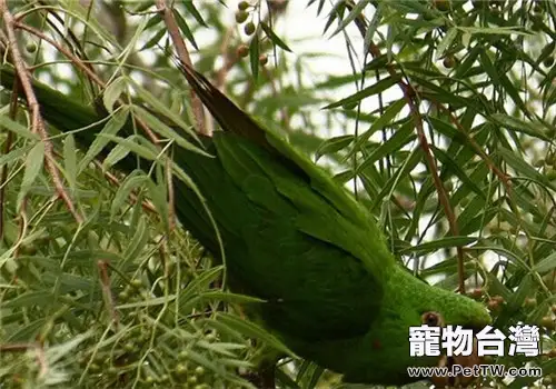 鱗頭鸚哥的形態特徵