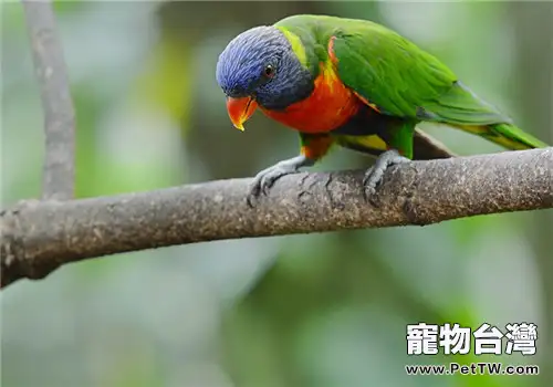 藍頭鸚哥的品種簡介(1圖)-寵物台灣