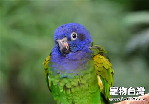 藍頭鸚哥的形態特徵