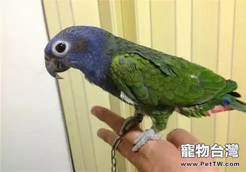 藍頭鸚哥的生活環境(1圖)-寵物台灣