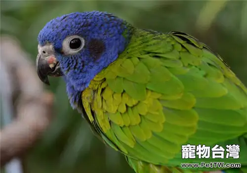 藍頭鸚哥的飼養知識(1圖)-寵物台灣