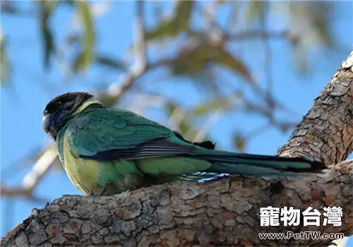 林肯港鸚鵡的品種簡介