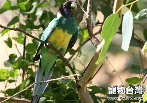 林肯港鸚鵡的生活環境