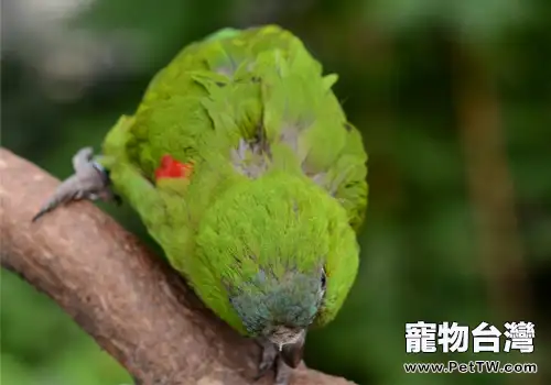 紅肩金剛鸚鵡的養護要點