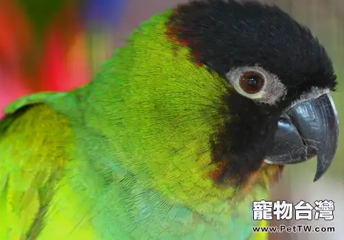 黑頭凱克鸚鵡品種簡介(1圖)-寵物台灣