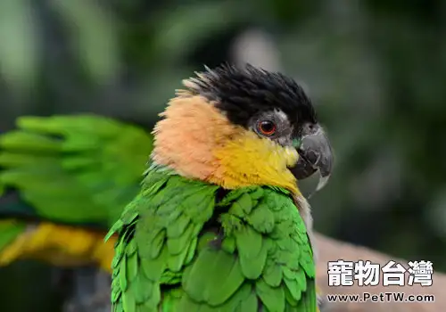 黑頭凱克鸚鵡形態特徵概述(1圖)-寵物台灣