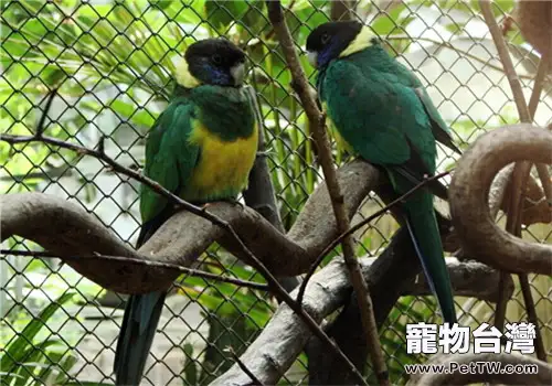 林肯港鸚鵡的飼養知識