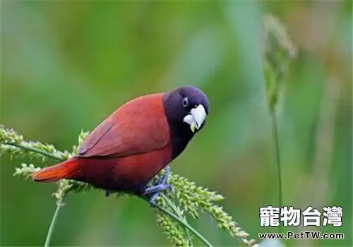 栗腹文鳥的品種簡介(1圖)-寵物台灣