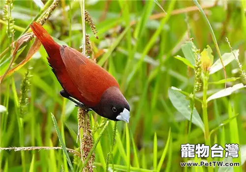 栗腹文鳥的形態特徵(1圖)-寵物台灣