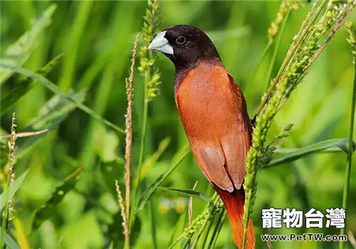 栗腹文鳥的生活環境