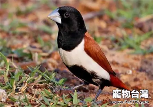 栗腹文鳥的飼養知識(1圖)-寵物台灣