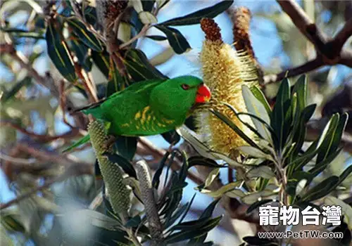 鱗胸吸蜜鸚鵡的品種簡介