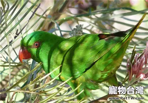 鱗胸吸蜜鸚鵡的形態特徵