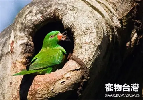 鱗胸吸蜜鸚鵡的生活環境