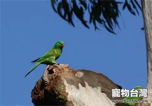 鱗胸吸蜜鸚鵡的飼養知識