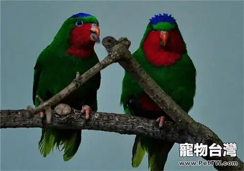 藍冠吸蜜鸚鵡的品種簡介