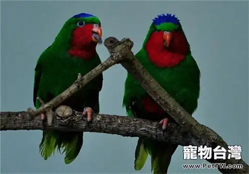 藍冠吸蜜鸚鵡的品種簡介(1圖)-寵物台灣