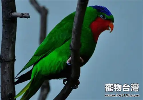 藍冠吸蜜鸚鵡的形態特徵