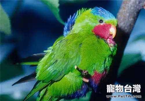 藍冠吸蜜鸚鵡的生活環境(1圖)-寵物台灣