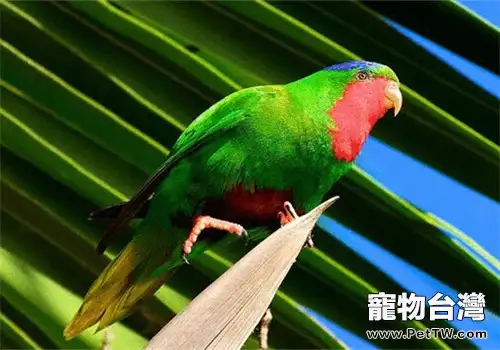 藍冠吸蜜鸚鵡的飼養知識