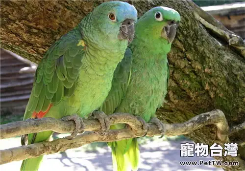 綠頰亞馬遜鸚鵡的形態特徵