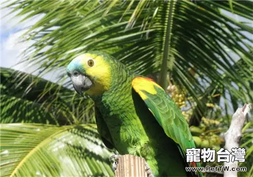 綠頰亞馬遜鸚鵡的生活環境