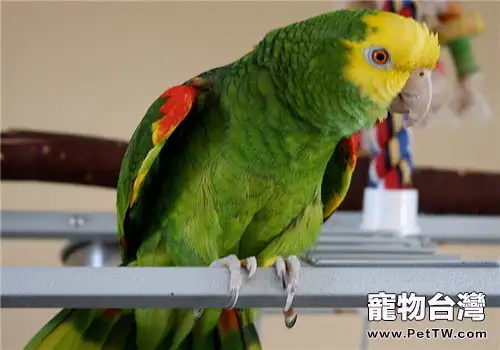 綠頰亞馬遜鸚鵡的飼養知識