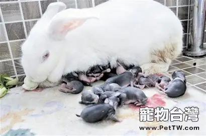 哺乳期母兔​的注意事項