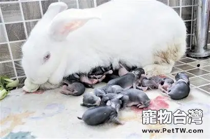 哺乳期母兔的注意事項(共1張圖片)-寵物台灣