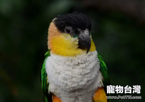黑頭凱克鸚鵡的生活環境如何(1圖)-寵物台灣
