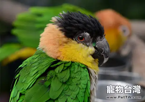 黑頭凱克鸚鵡的一些飼養要點(1圖)-寵物台灣